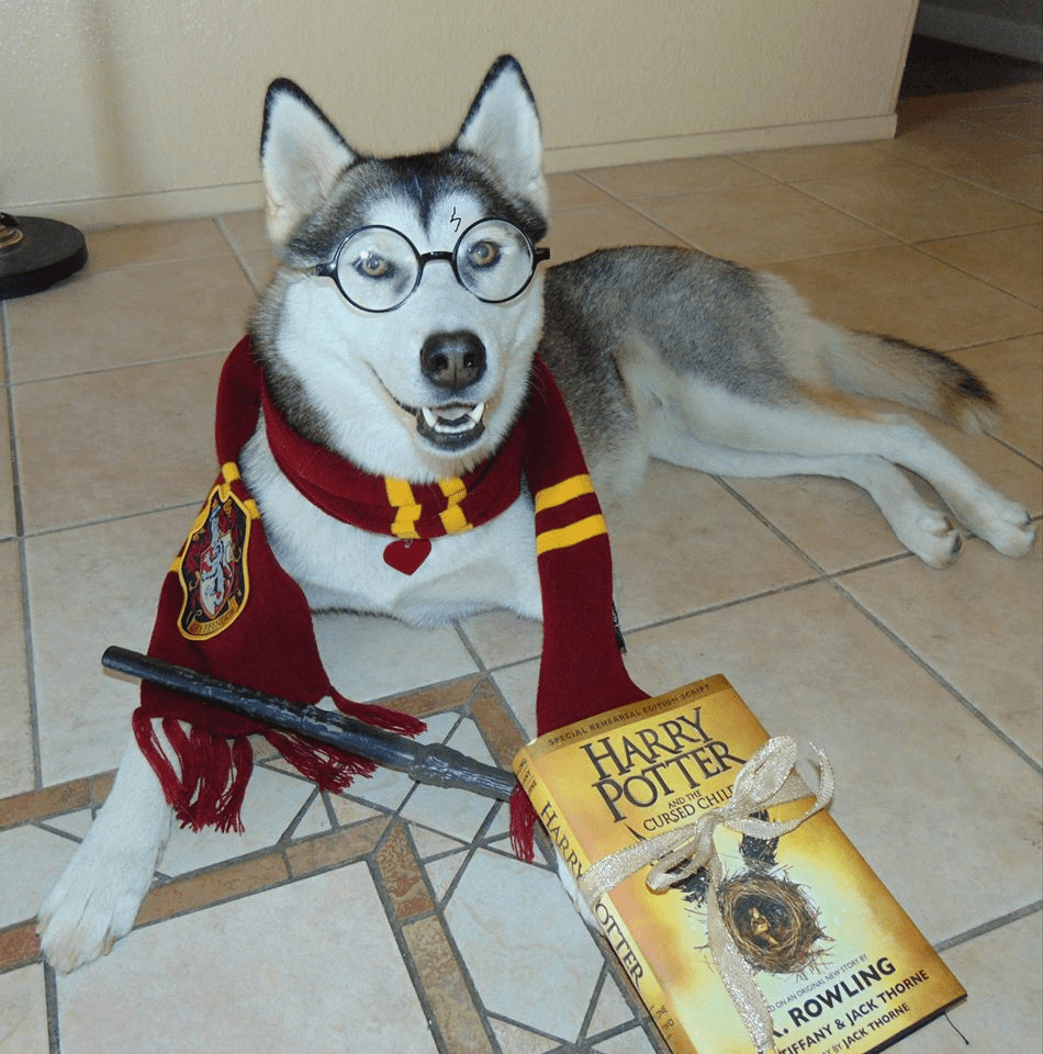 Tips and Tricks to Get Your Dog Costume Ready The Official PetFlow Blog
