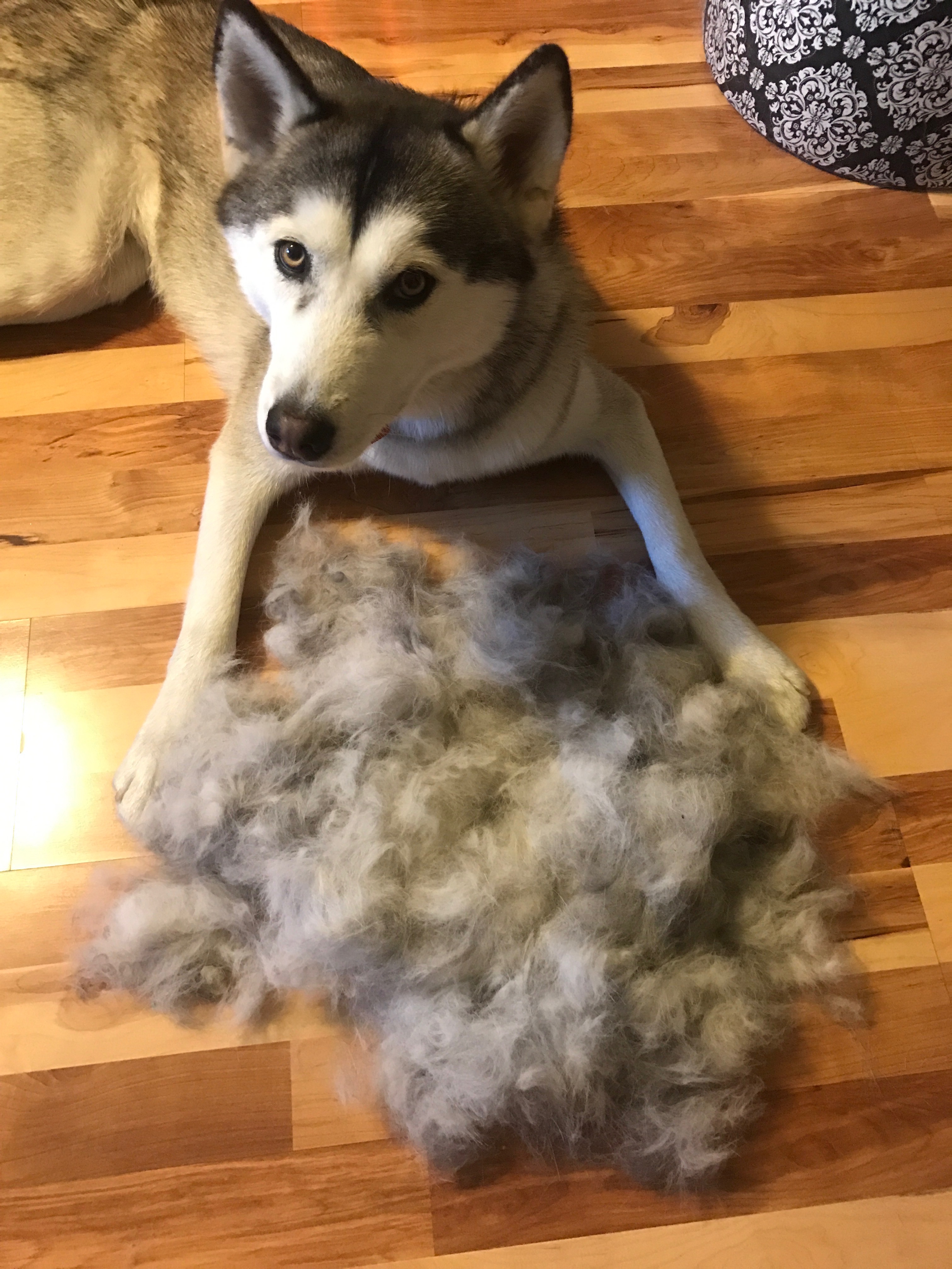 How to Care for a Shedding Dog