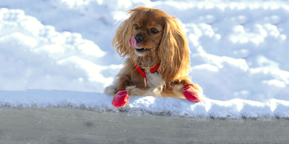 How to protect your pets paws year round! The Official PetFlow Blog