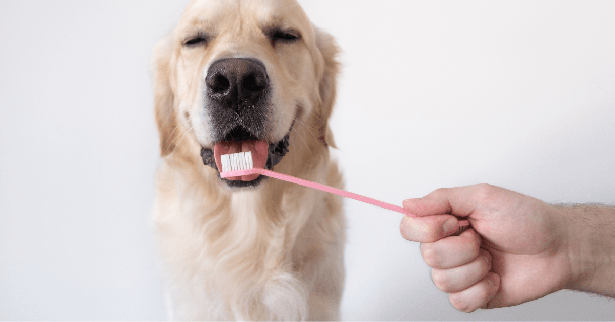 The Importance of Dental Care The Official PetFlow Blog