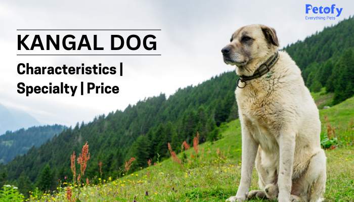 Preço do cachorro Kangal na Índia | Guia completo de características e especialidades – Petofy