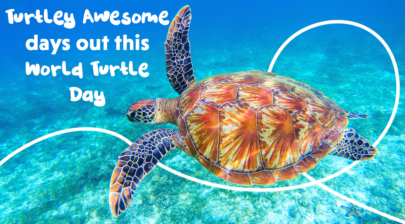 Turtley Awesome Days out this World Turtle Day Picniq Blog