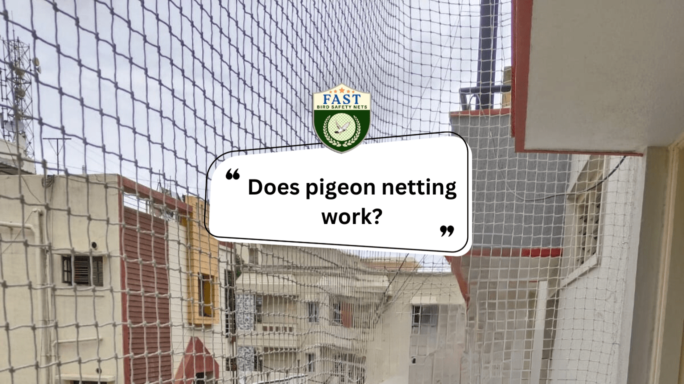 Does pigeon netting work? Effectiveness of Pigeon Netting