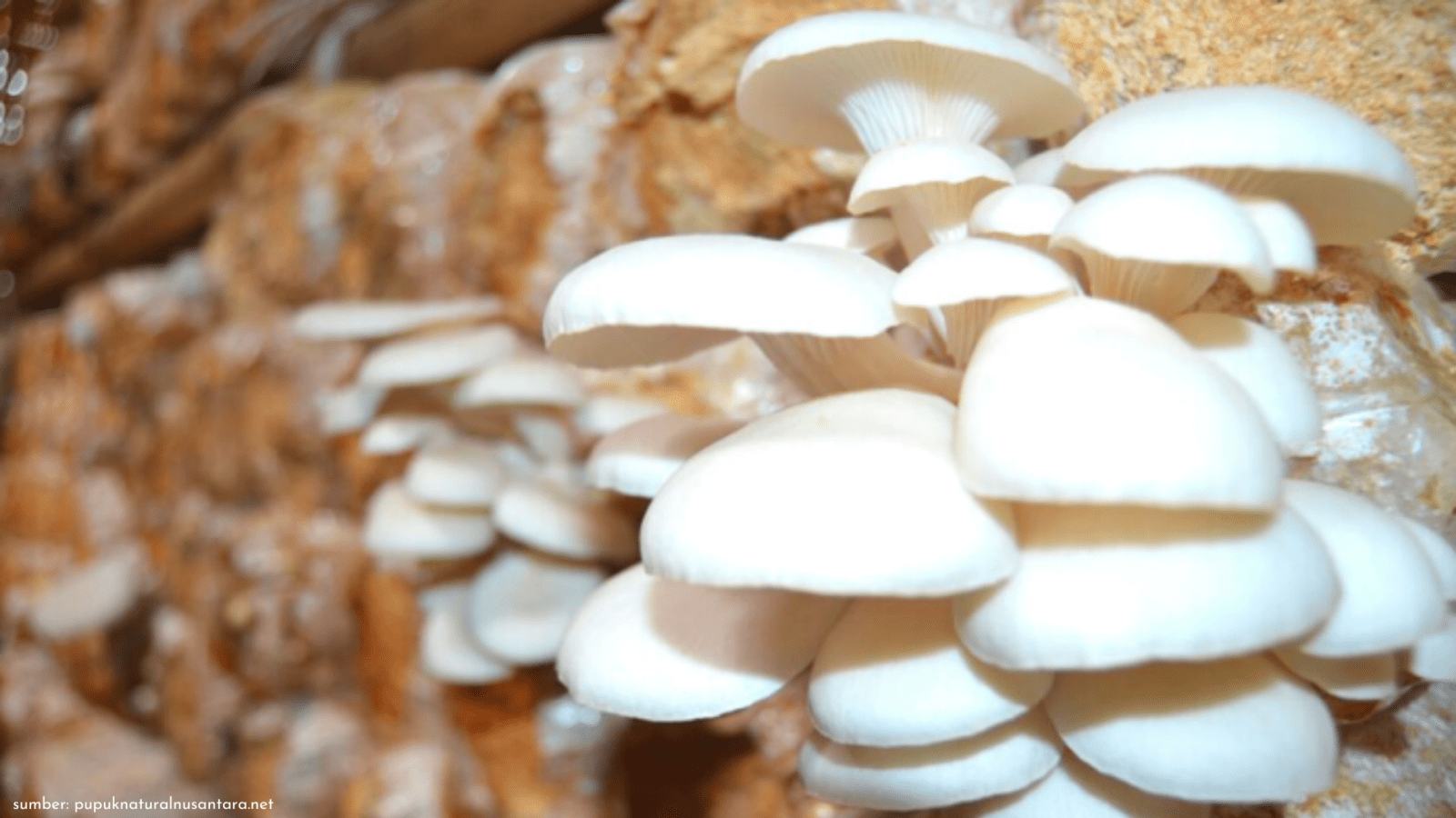 Intip Keseruan Vanguard Desa Wisata Budidaya Jamur Tiram di Kampung Lahang Pigiblog