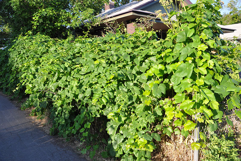 Utah Vine PlantMaster Blog