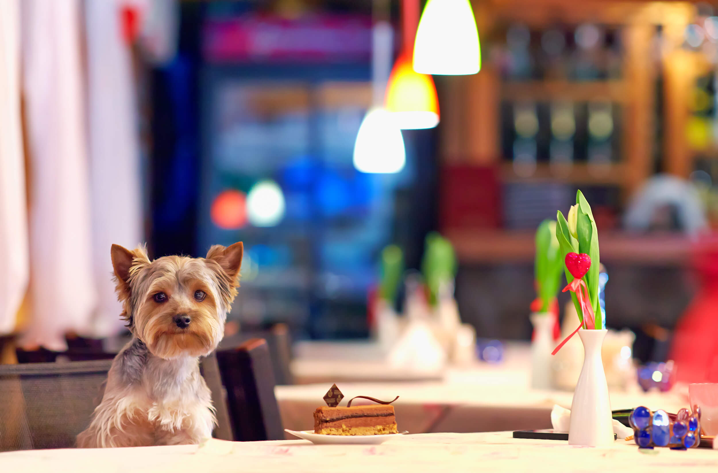 Europe's Top 10 Dog Friendly Restaurants P&O Ferries Blog