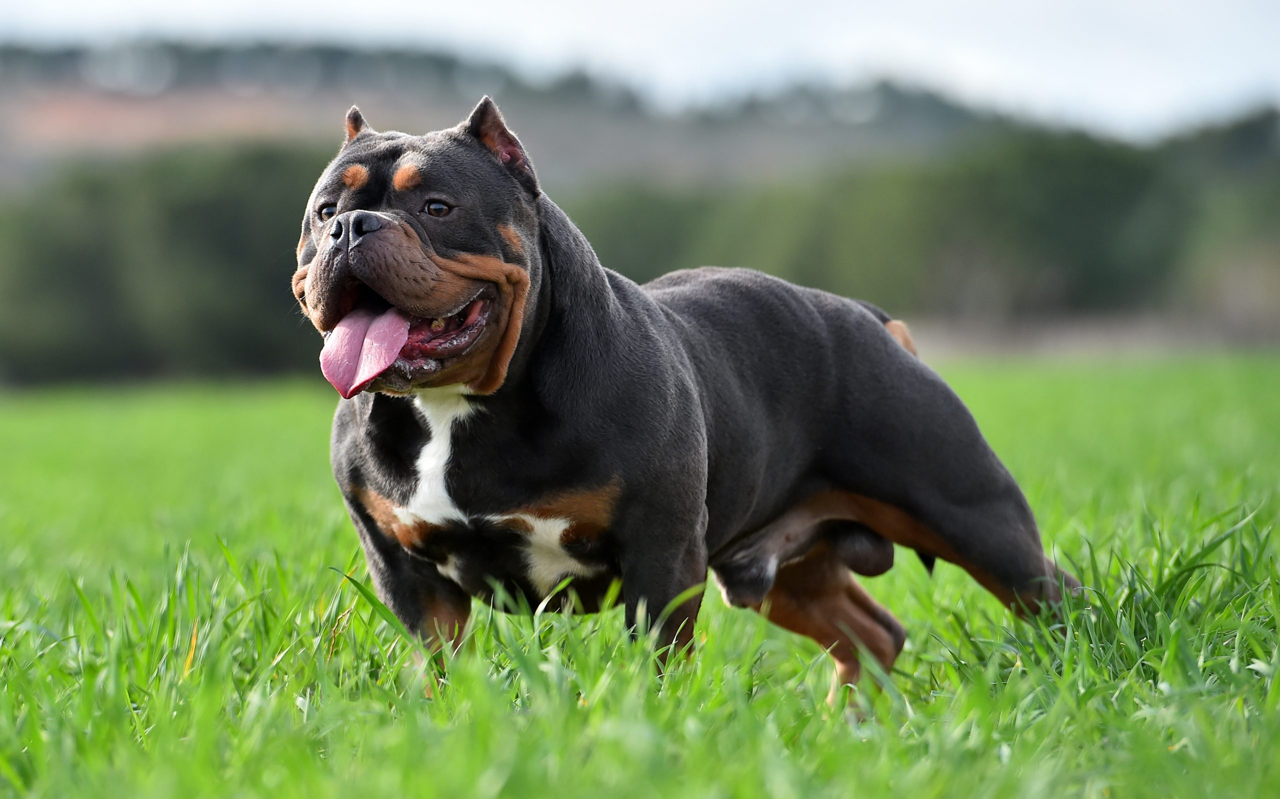 Saiba tudo sobre American Bully Blog Polipet