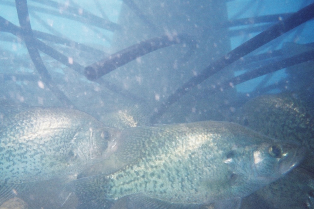 When Do Bass Spawn in Texas?