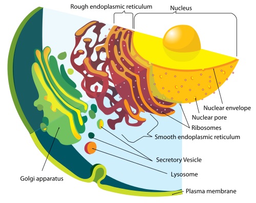 What Is The Endoplasmic Reticulum? What Does It Do?