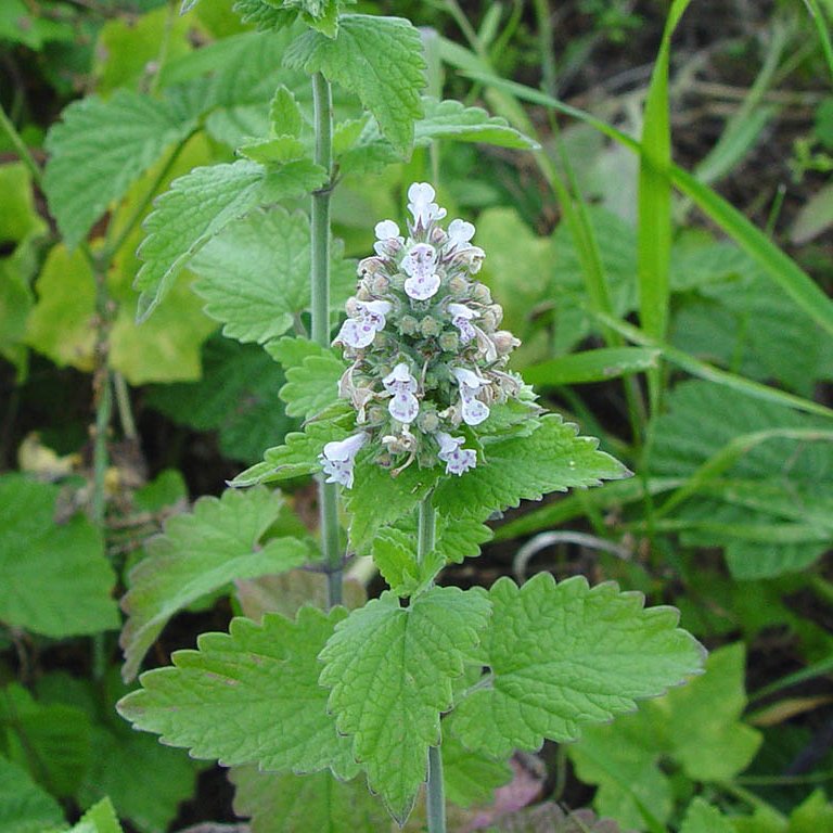Catnip Learn, Compare Products, and Save at PricePlow