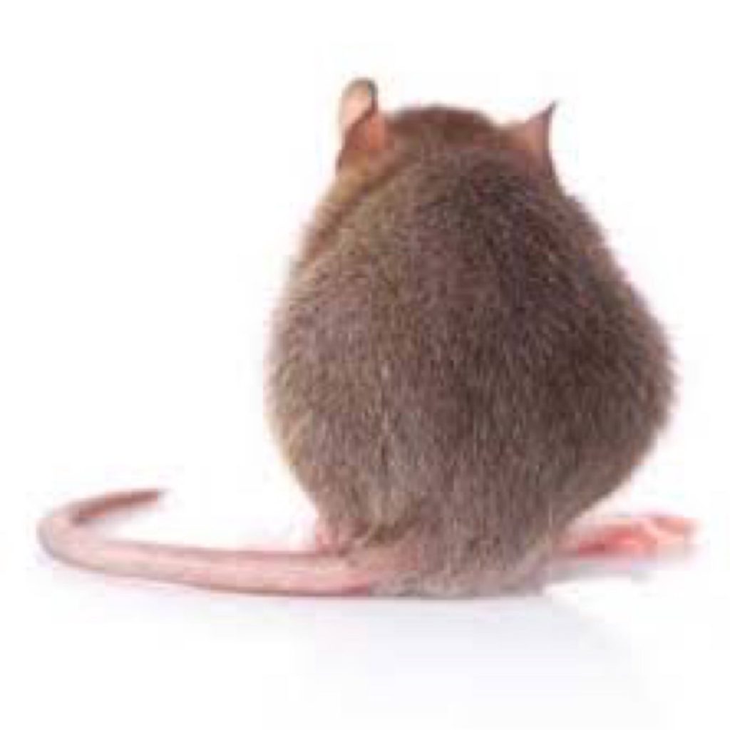 Should RATs be free? Price Wizard Blog