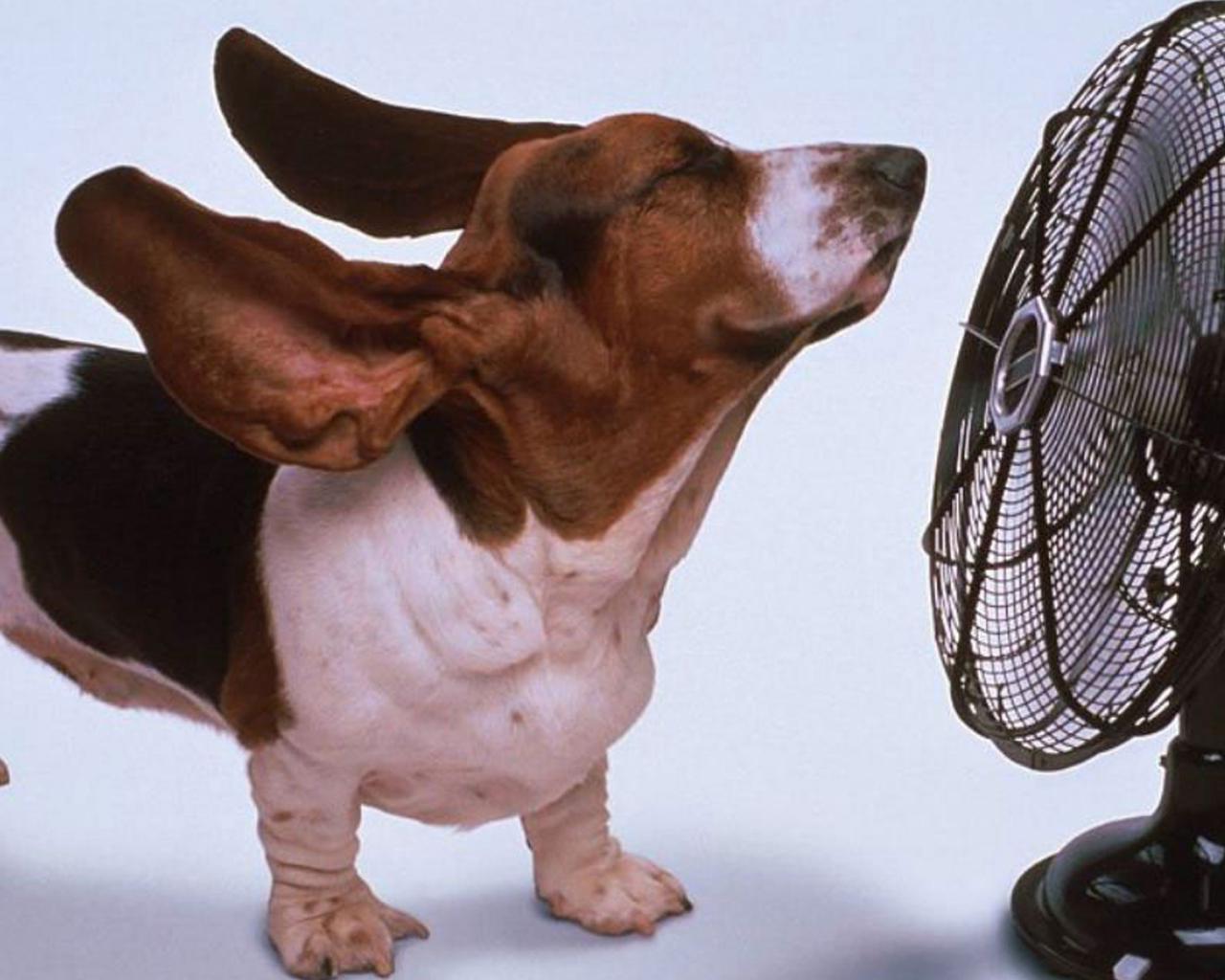 Tips On How To Keep Your Dog Cool This Summer PrideBites