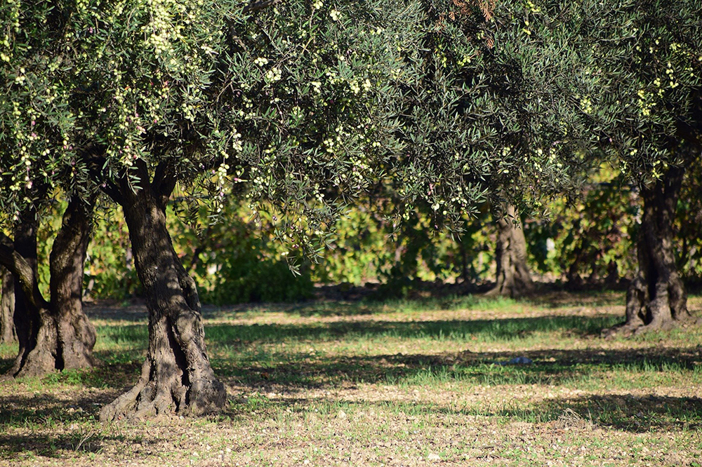 L’olivier en Provence Provence Home