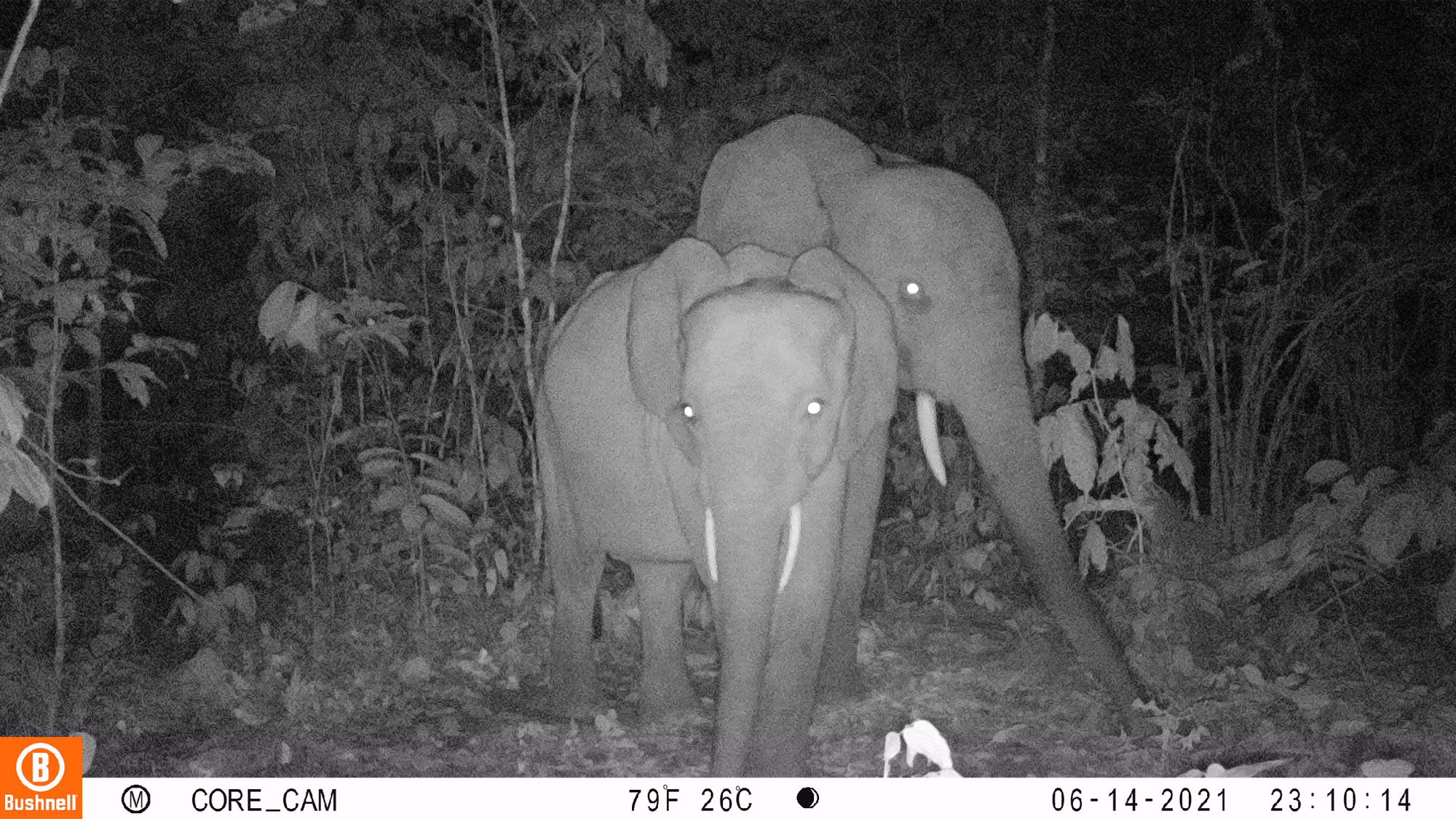 Groundbreaking technology for protecting elephants(04)