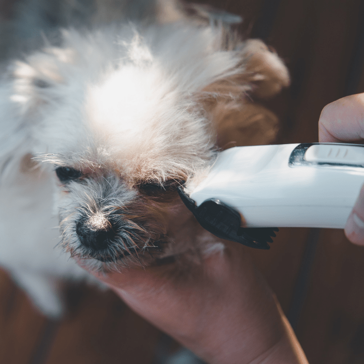 Whats The Difference Between Dog Clippers And Human Clippers