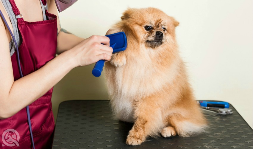 Dog Grooming Course Sample Practical Assignments QC Pet Studies