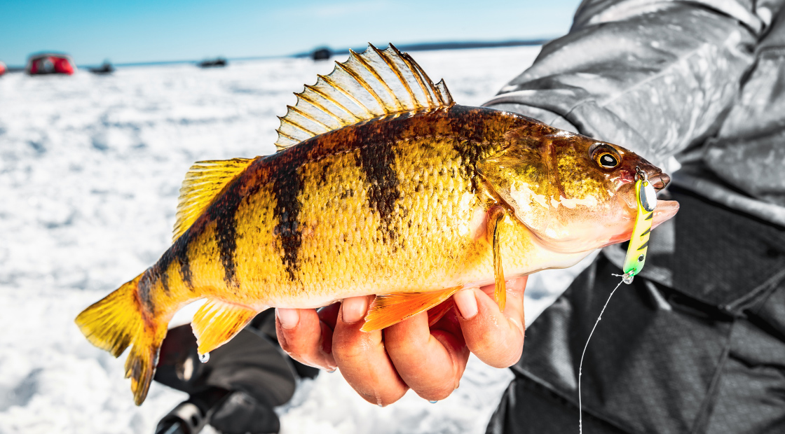 Add Some Zing to Ice Fishing with 4 New Colors for VMC’s Tumbler and