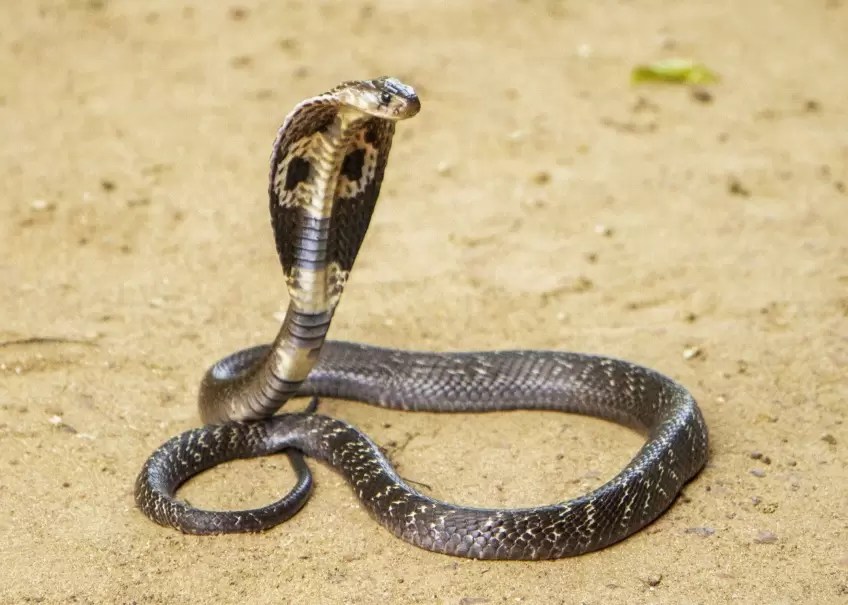 The most poisonous snakes in the world king cobra