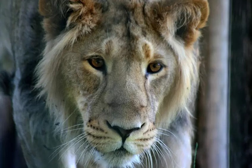 Blind lion saved by scientists who restore his sight