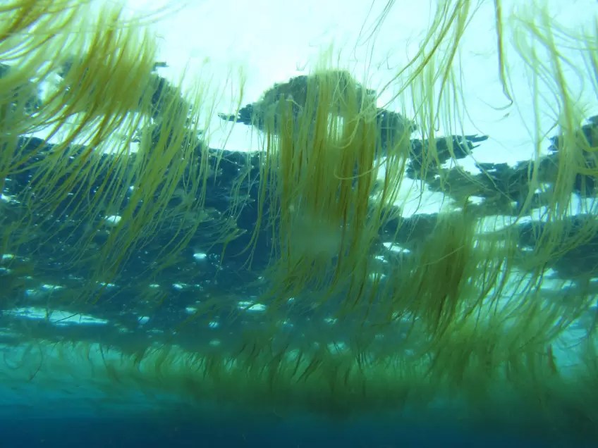 Ocean acidification alters the nutritional value of Antarctic diatoms