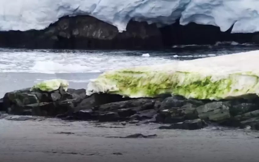 That's why Antarctica's ice turned green