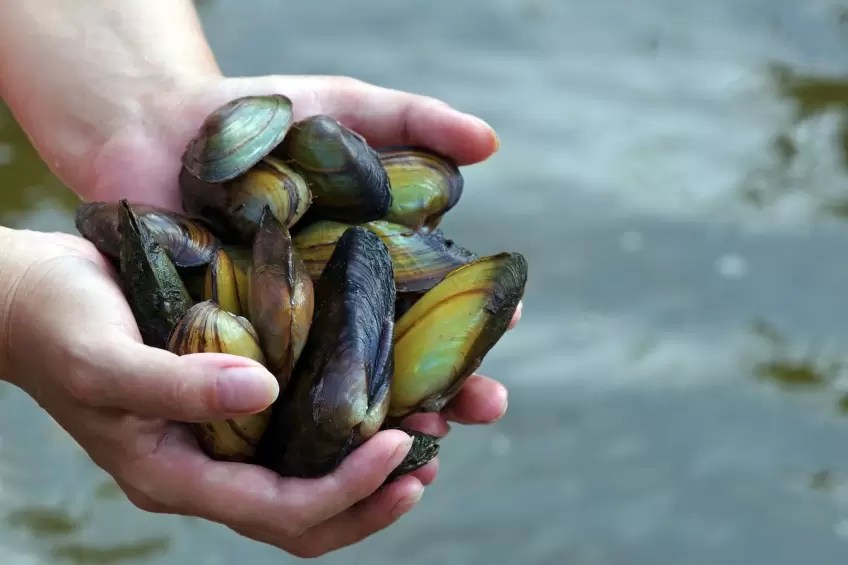 Water mussels that are endangered in the USA