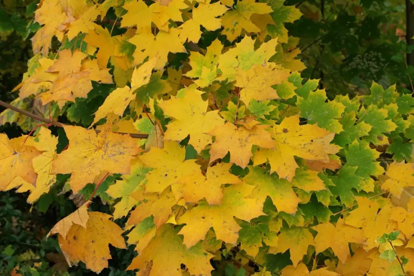 Threes able to absorb CO2 emissions here what they are