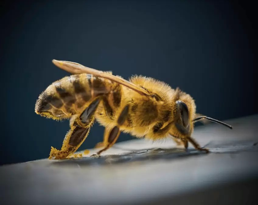 Use of bee venom in veterinary medicine
