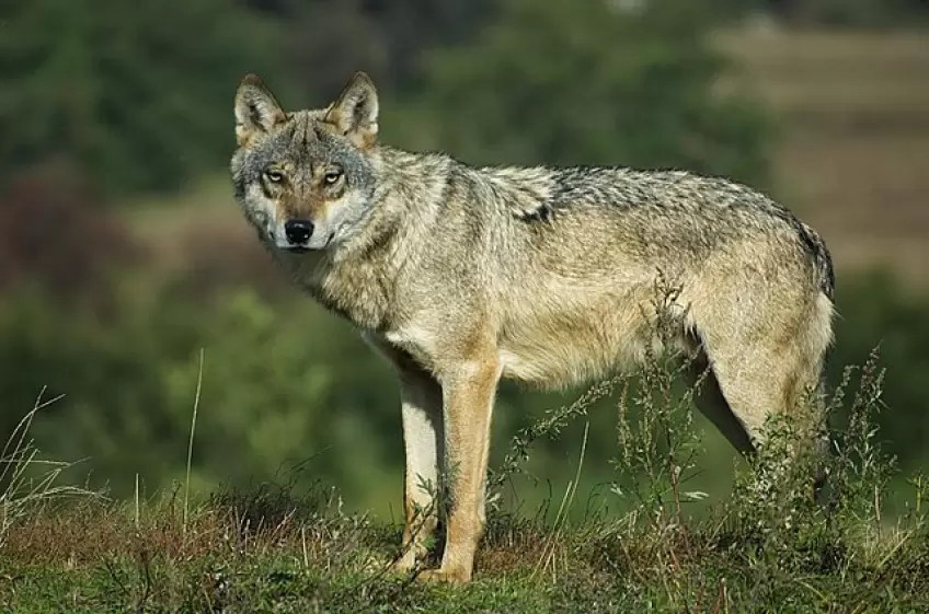 The wolf species that still live in the United States