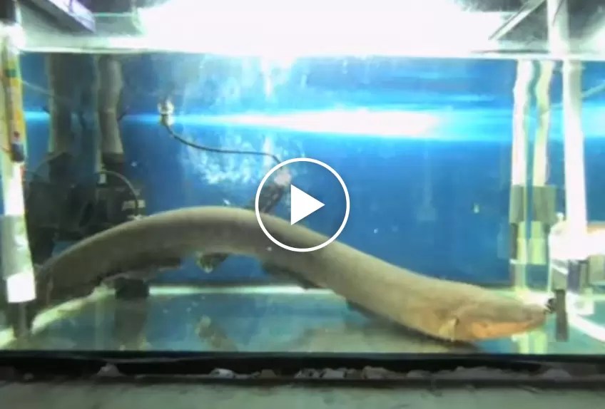 Electric eels can transmit DNA with shocks