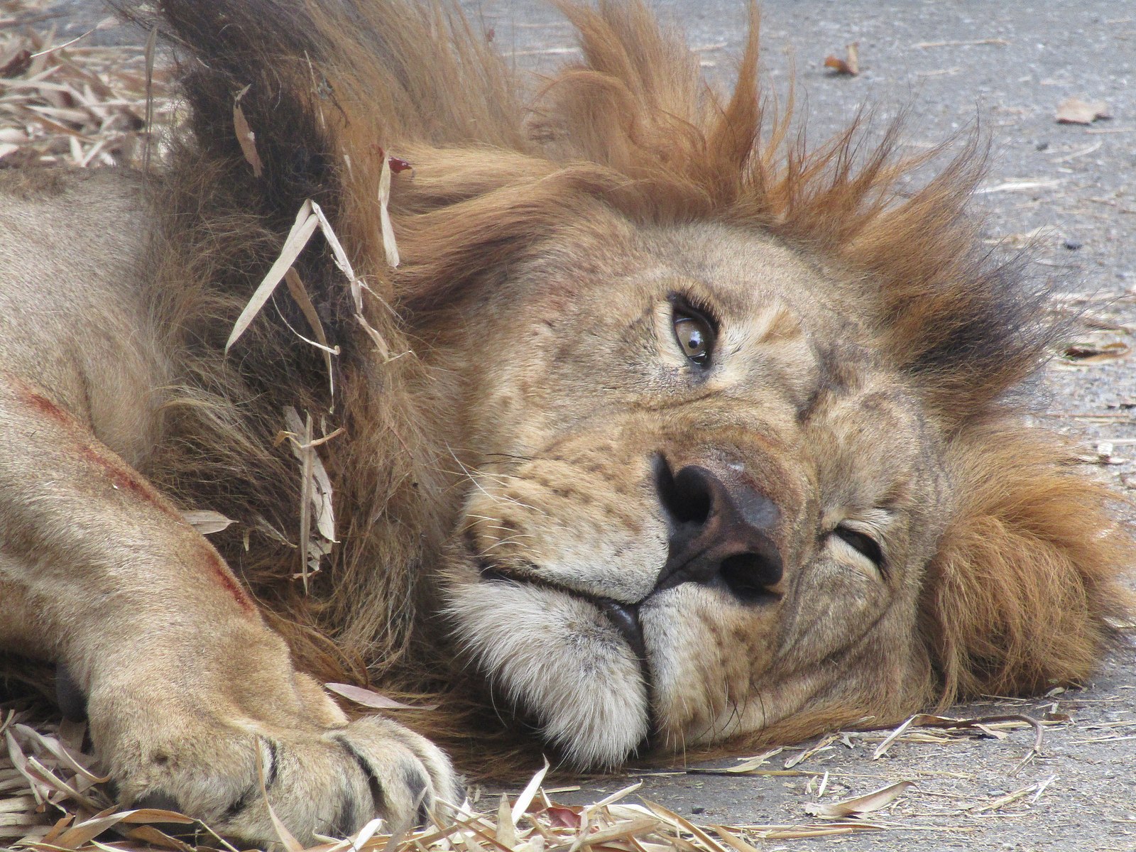 Word of the Week! Soporific Richmond Writing