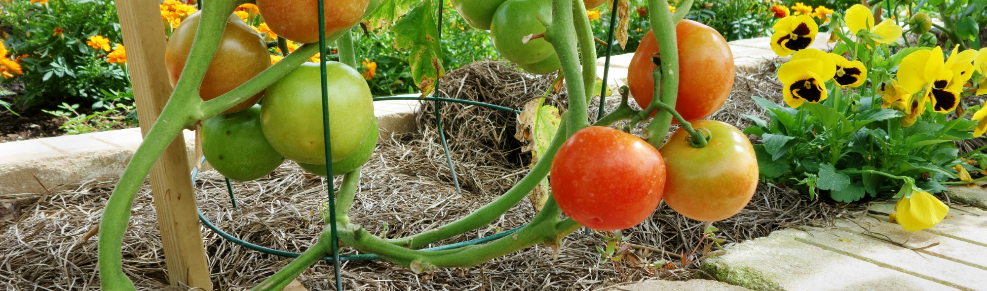 Spring in Season Pineapple