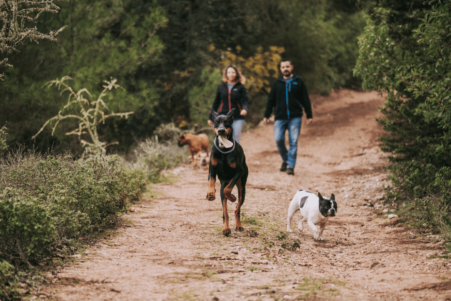 3 DogFriendly Hikes in San Francisco Every Dog Calls Heaven Romingo