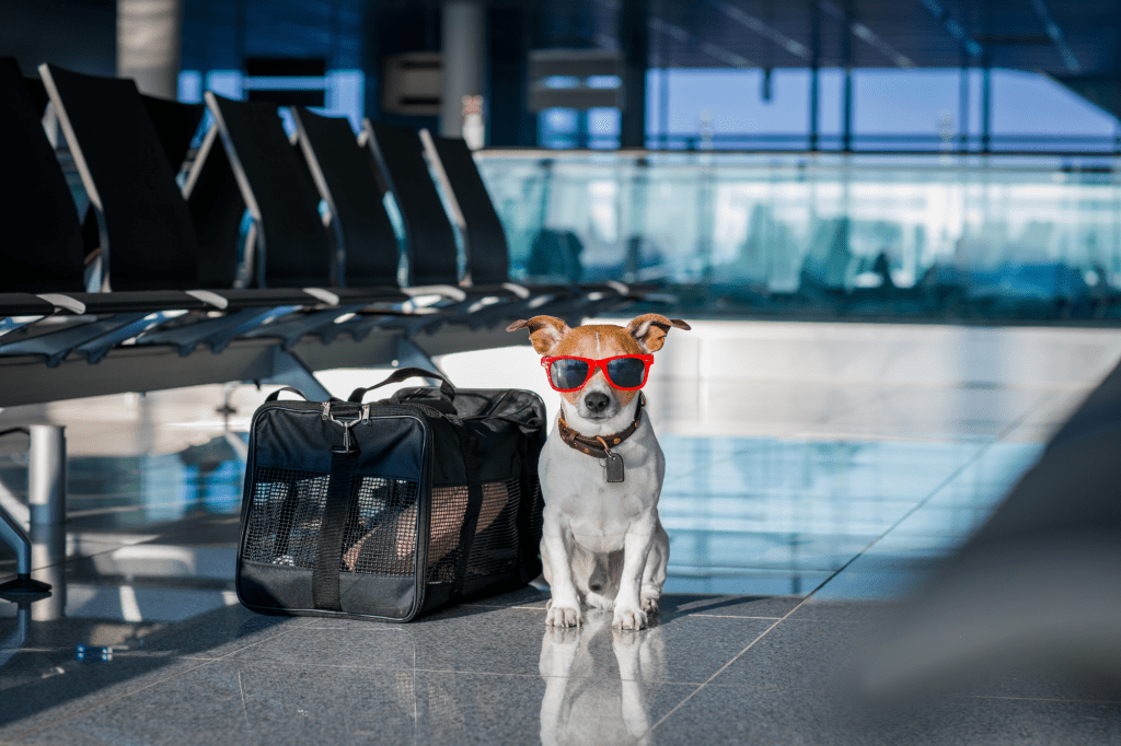 The Definitive Guide To Airplane Travel With Your Dog Romingo