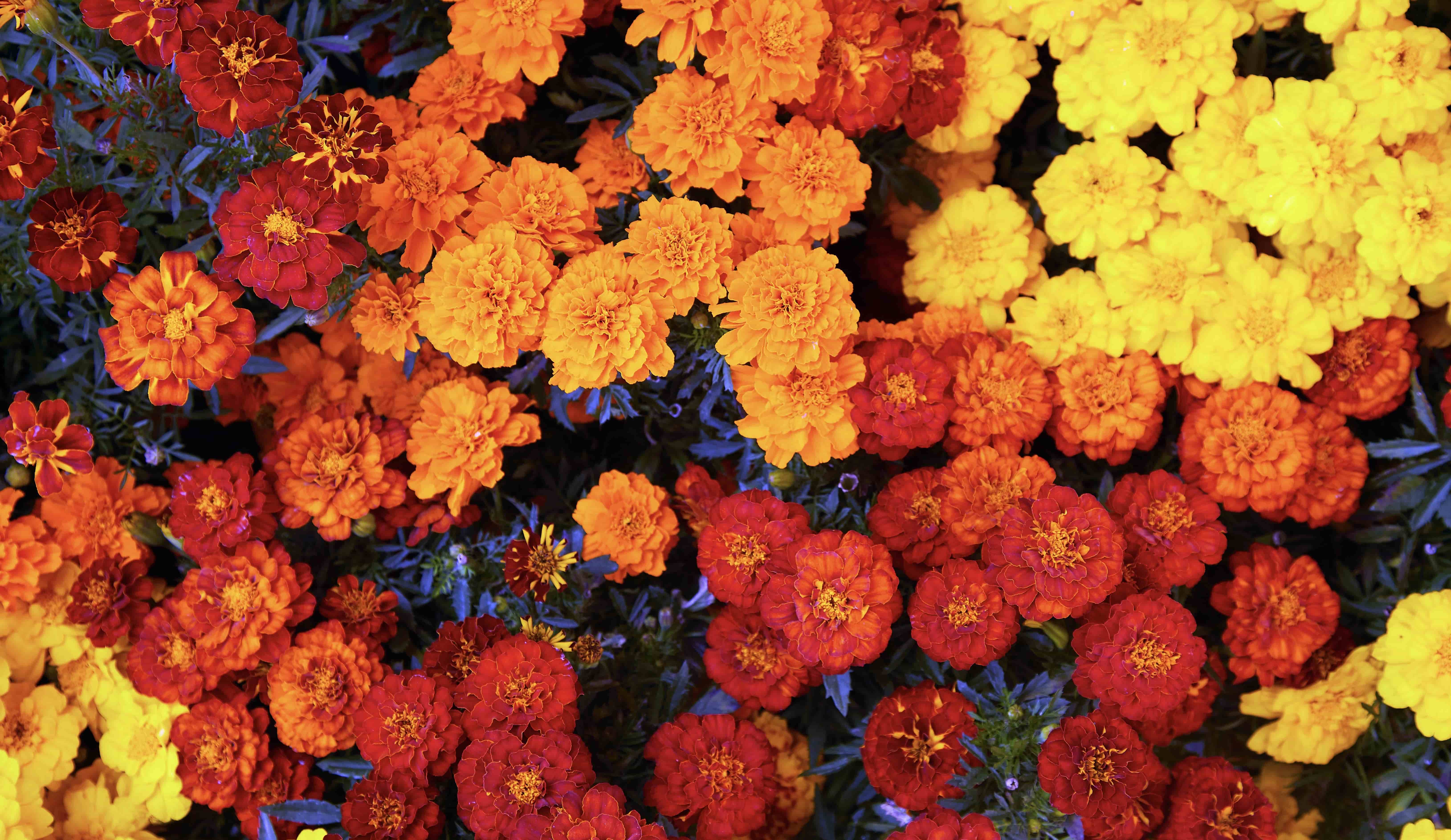 8 Day of the Dead Flowers Guaranteed to Make a Stunning Ofrenda