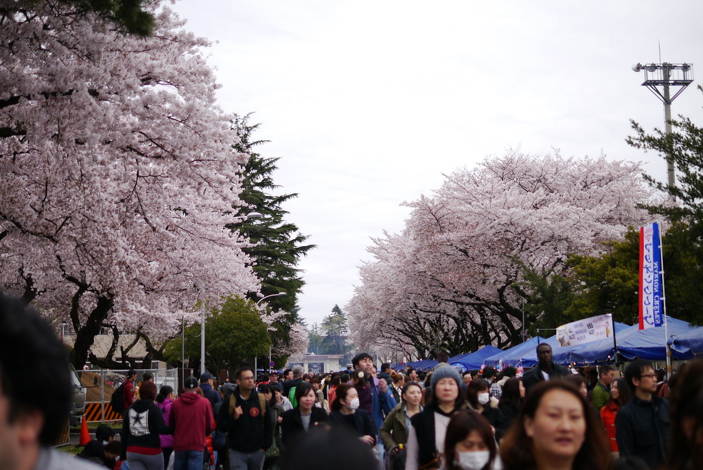 キャンプ座間の桜まつり2015に行ってきた 不器用ブログ