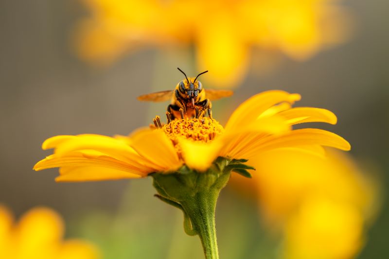 Why Are Bees Important to the Environment? SearchScene Blog
