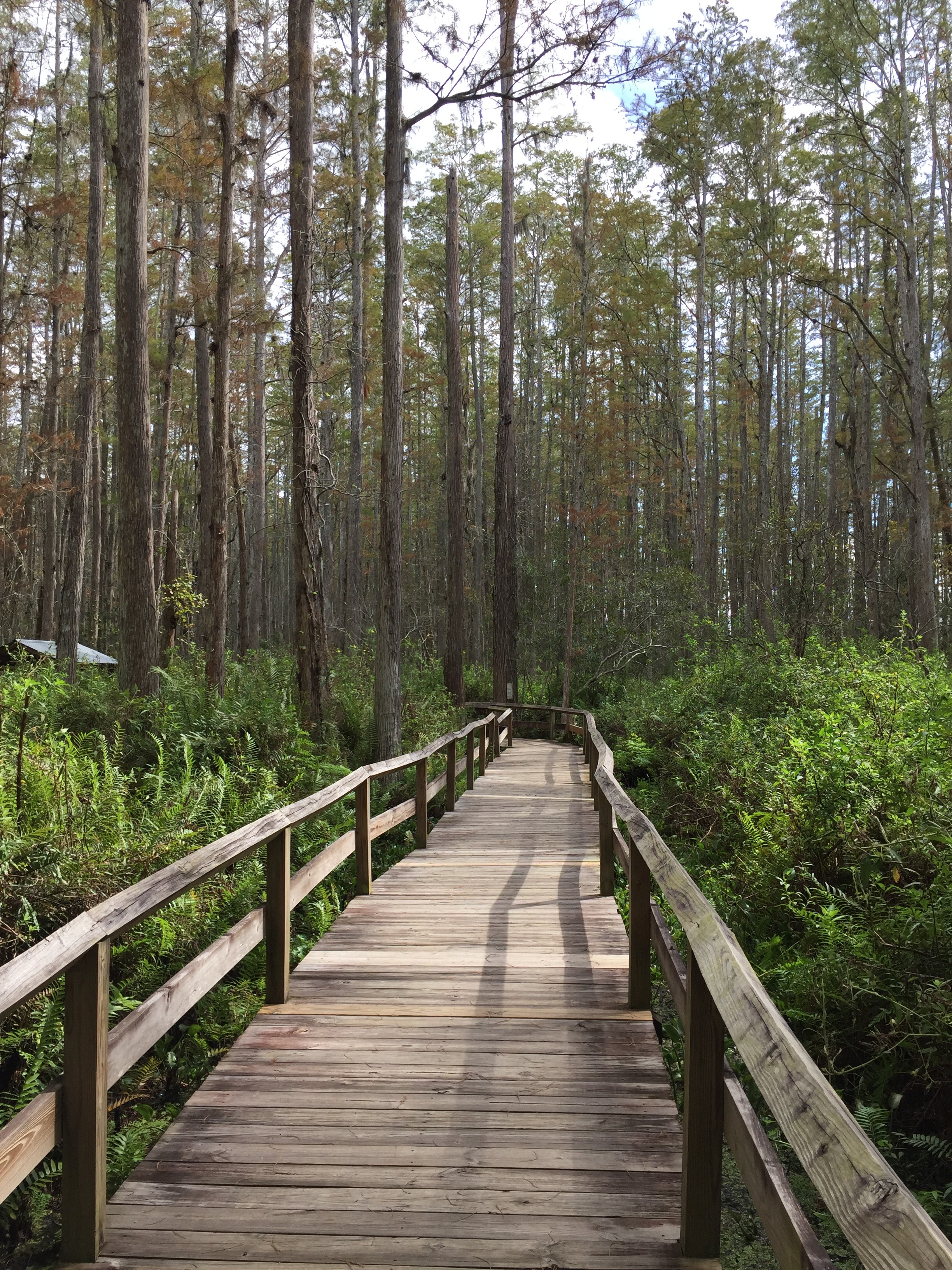 Swamp Walk at Gatorland Seat 17A