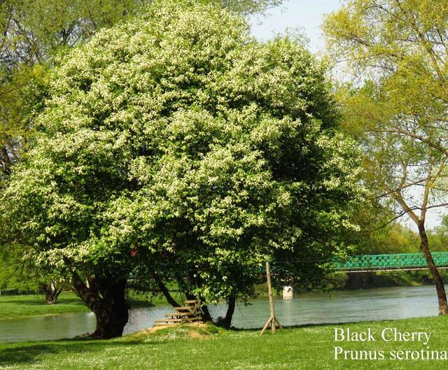 August Seed Packet of the Month Black Cherry Tree Seed