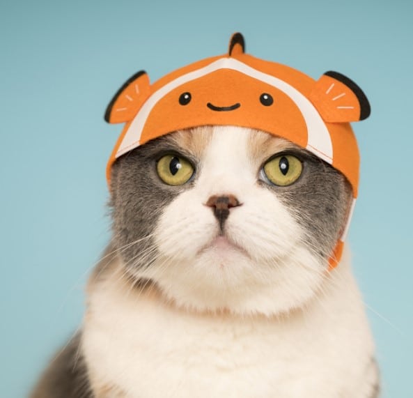 Most Popular Geek Stores in the USA Shippn Blog