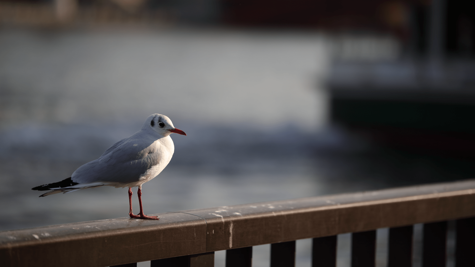 SingleShot Autofocus, or Continuous Autofocus, Or... SIGMA Blog