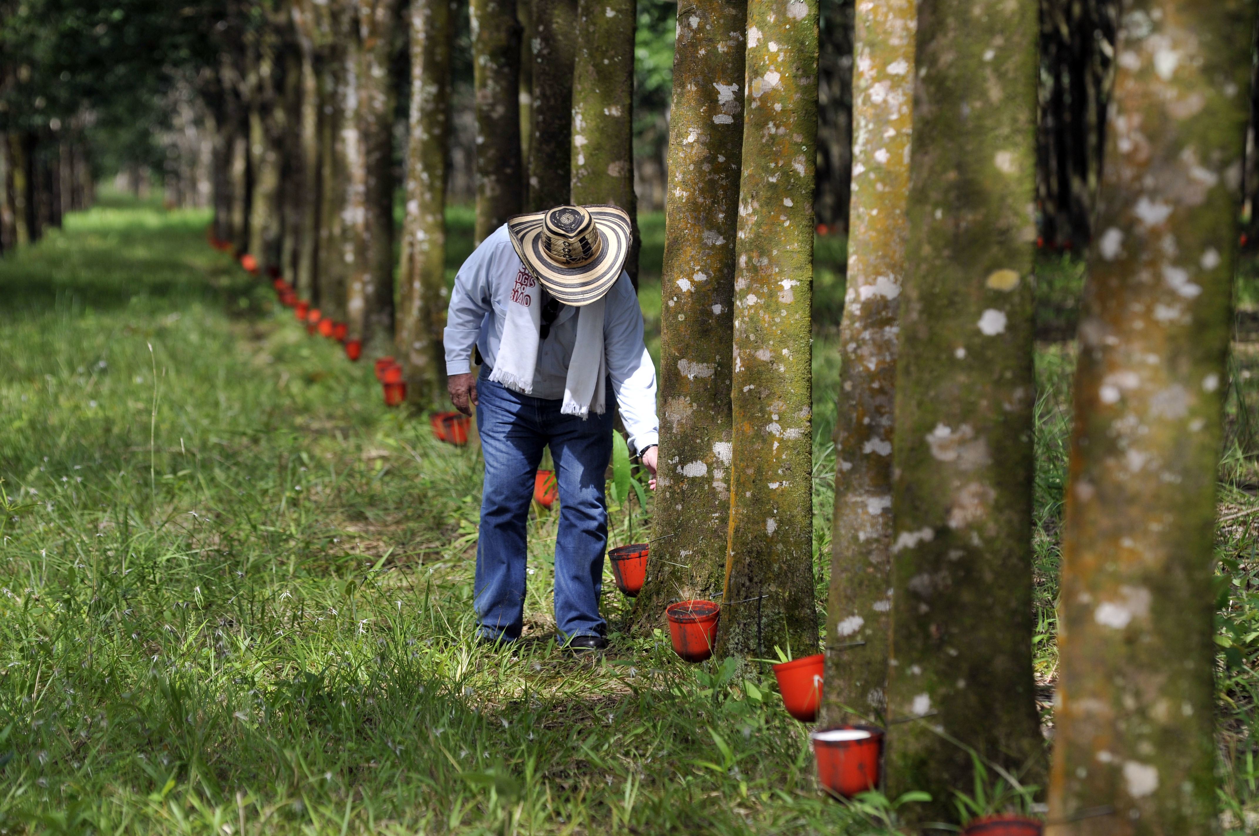 Plantas de donde se extrae el Caucho
