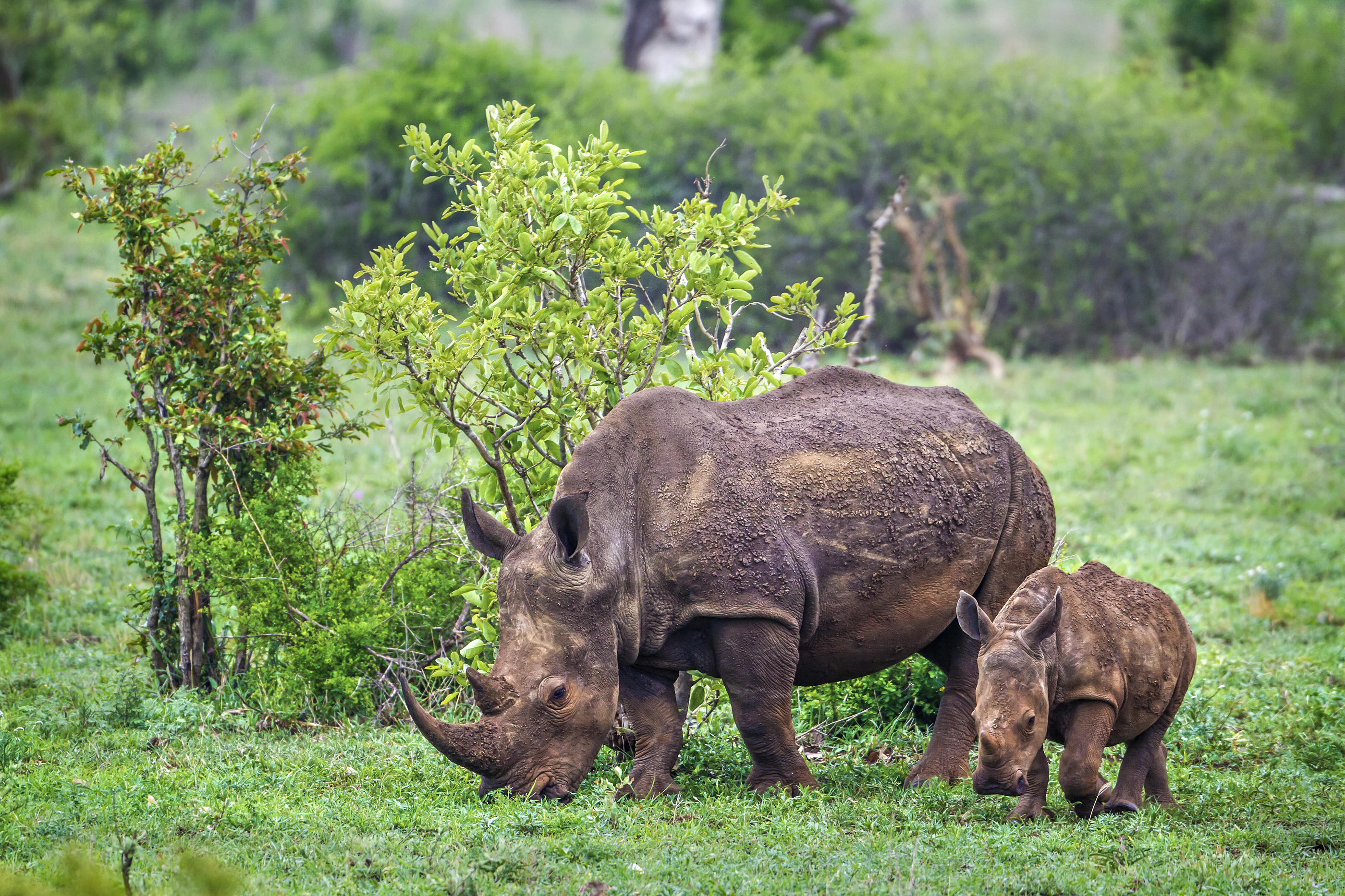 Southern white rhinoceros in Kruger national park, South Africa