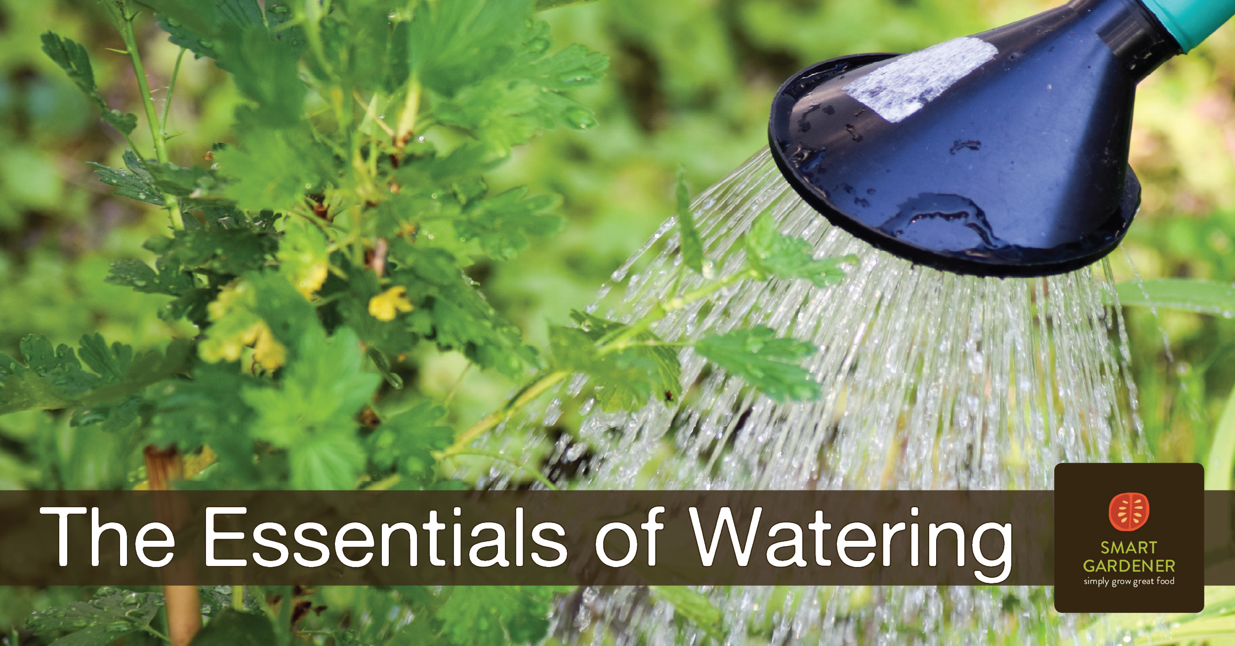 Best Way To Water Vegetable Garden / How To Water A Vegetable Garden