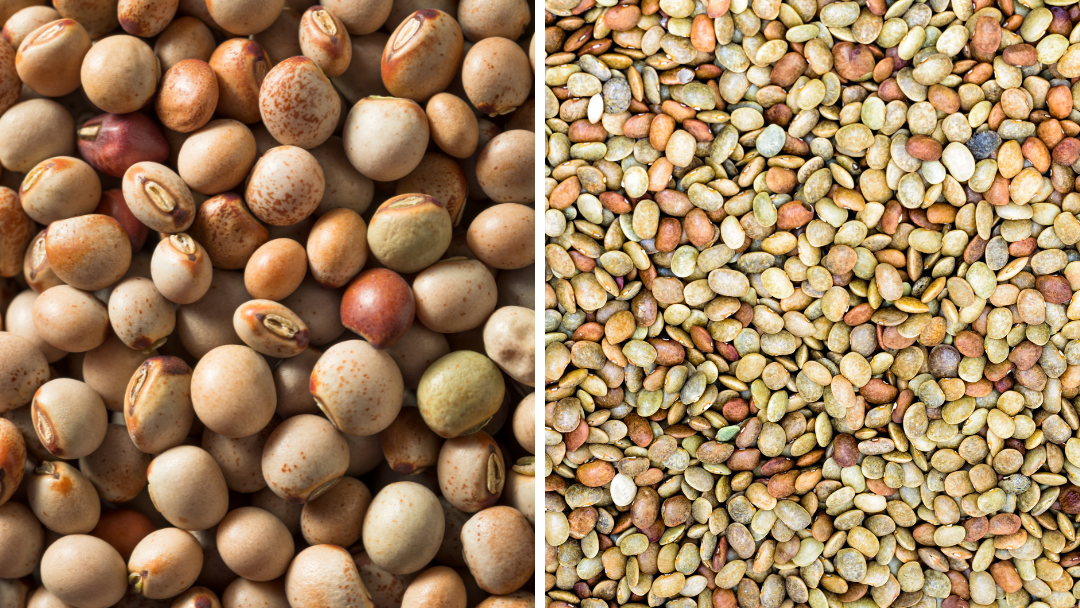 Horsegram v/s Pigeon Pea Which One is Healthier? Soonya Blog