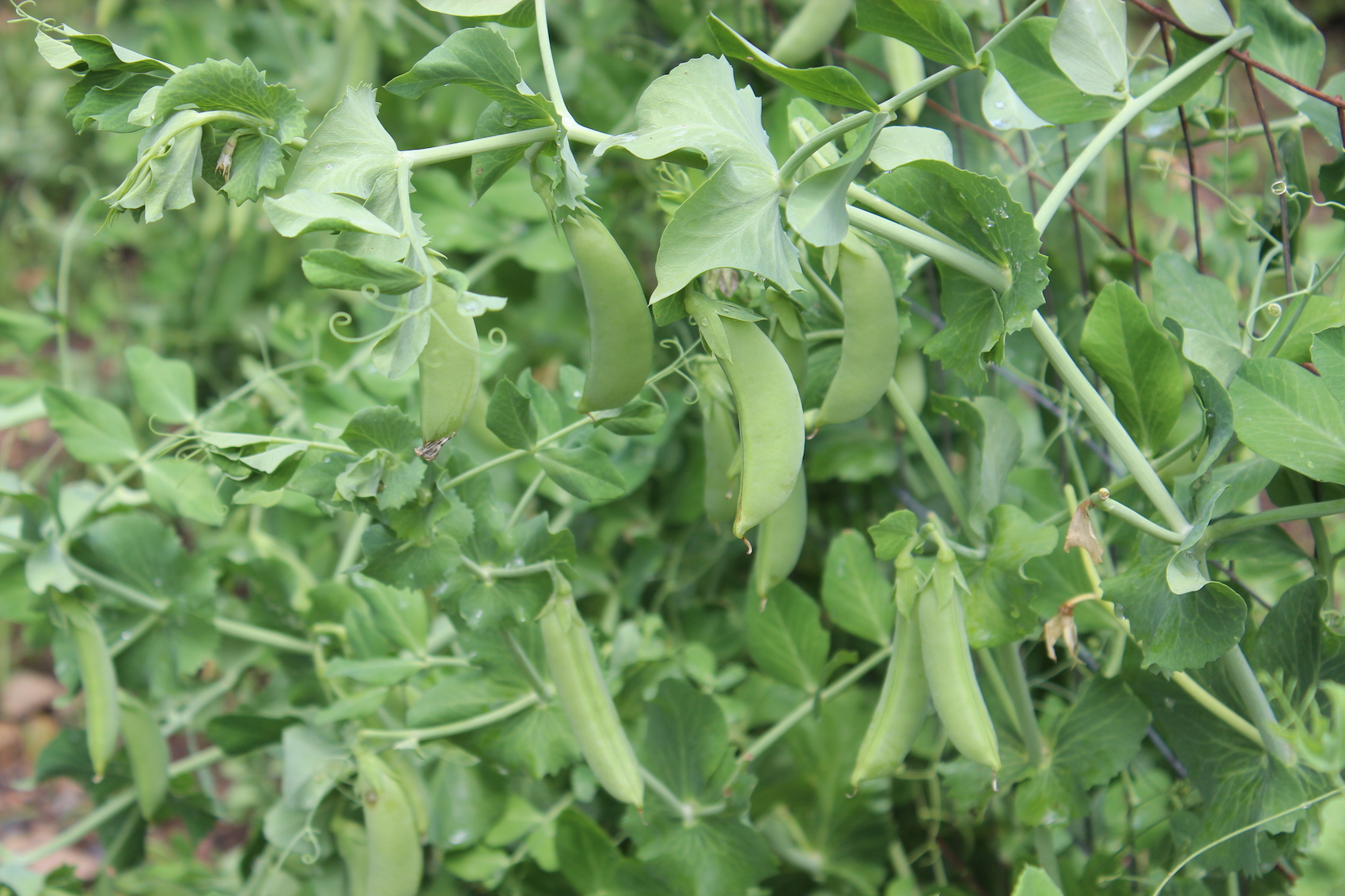 Great Beans & Peas Using Legume Inoculant Southern Exposure Seed