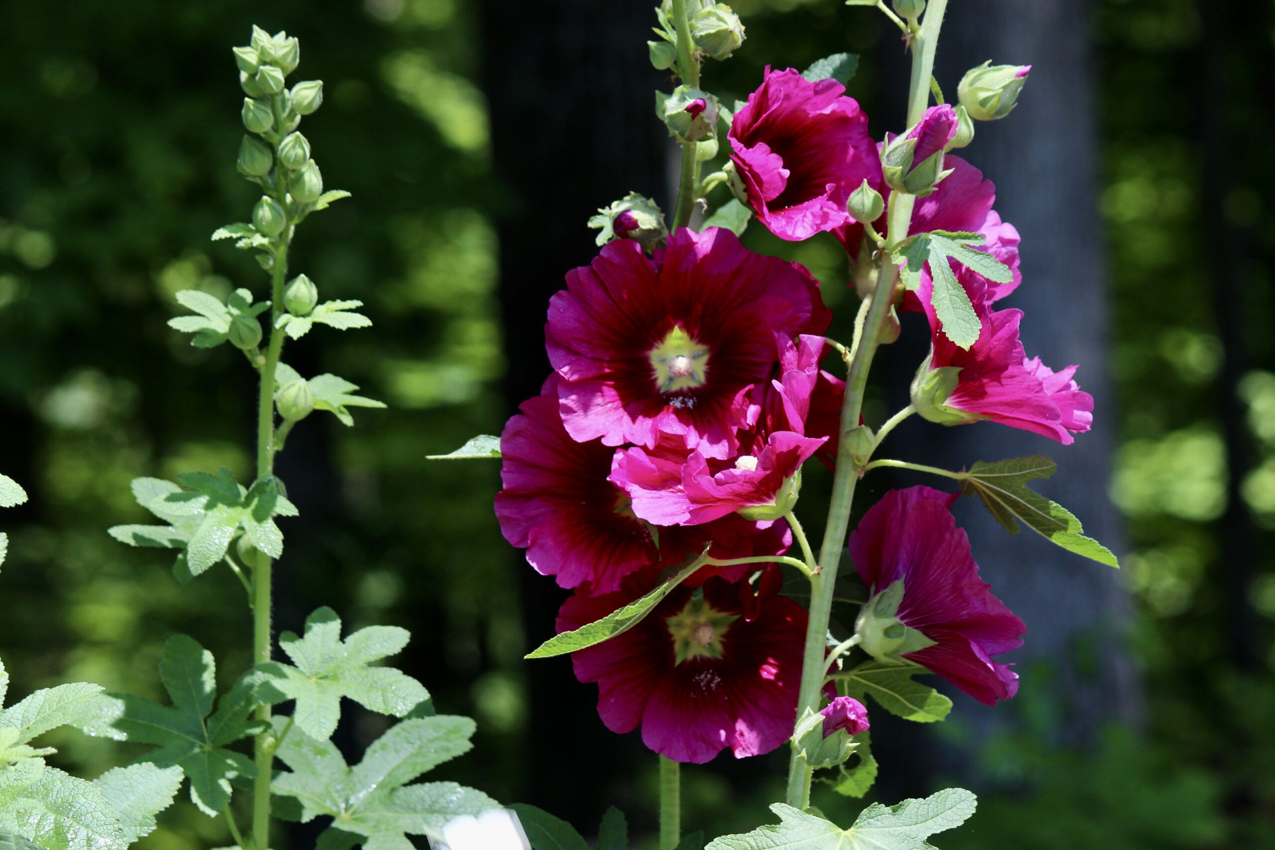 Cottage Garden Growing Hollyhocks Southern Exposure Seed Exchange