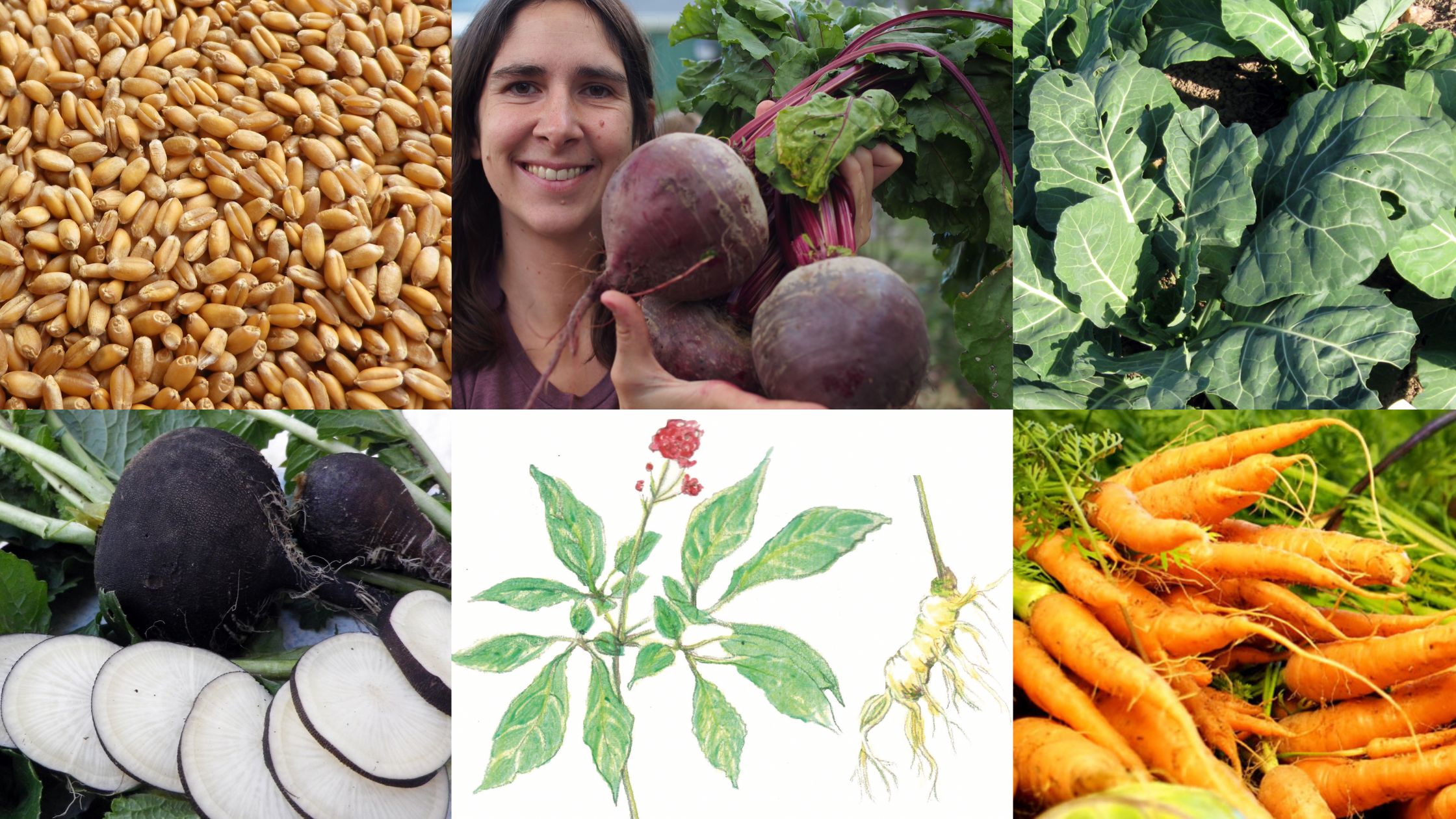 Fall Planting Vegetables, Perennials, Flowers, Grain Southern