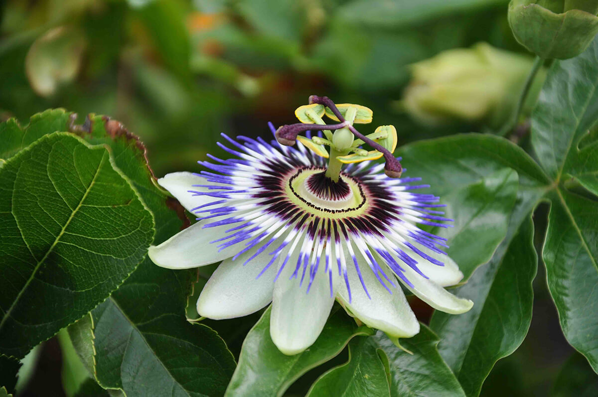 10 of The Best Easy Exotic Plants for British Gardens STIHL Blog