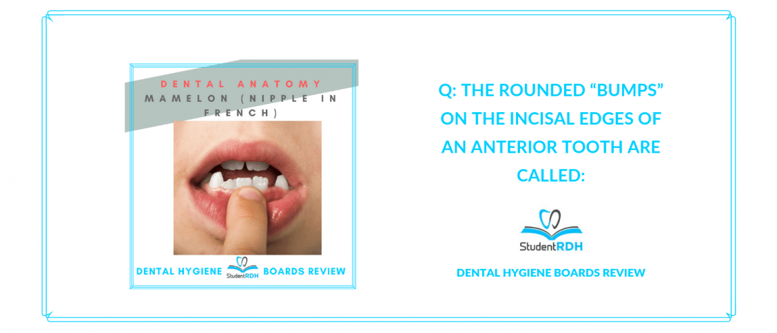 Q The rounded “bumps” on the incisal edges of an anterior tooth are